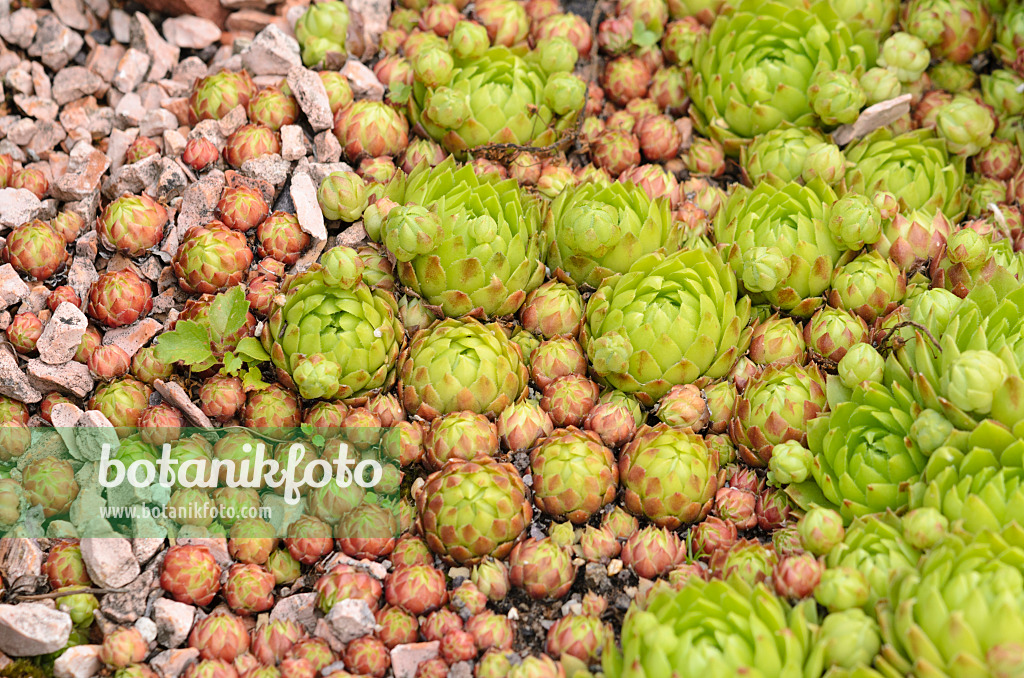 521207 - Gewöhnliche Hauswurz (Sempervivum tectorum)