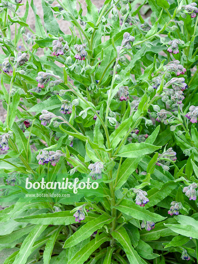 448086 - Gewöhnliche Hundszunge (Cynoglossum officinale)