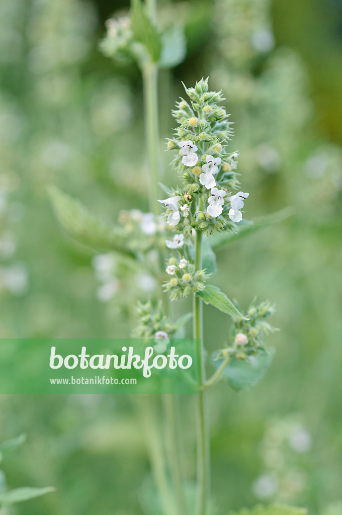 486107 - Gewöhnliche Katzenminze (Nepeta cataria)