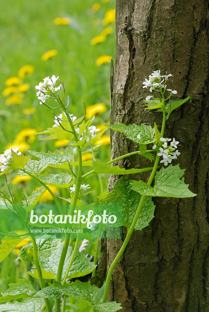 471156 - Gewöhnliche Knoblauchsrauke (Alliaria petiolata)