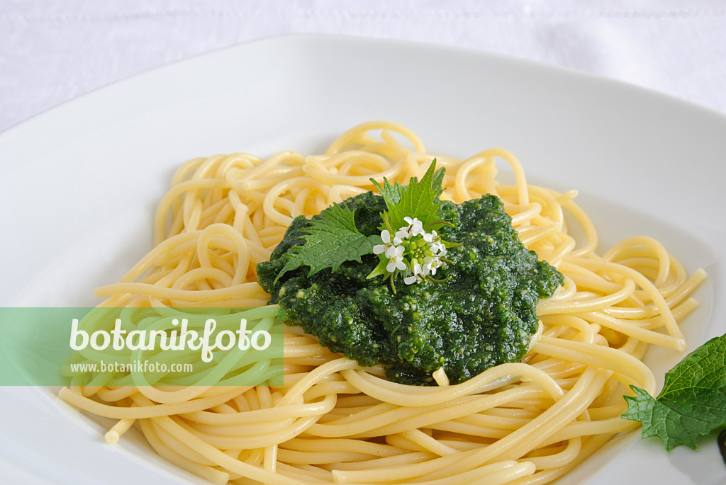 481008 - Gewöhnliche Knoblauchsrauke (Alliaria petiolata) auf Spaghetti mit Pesto