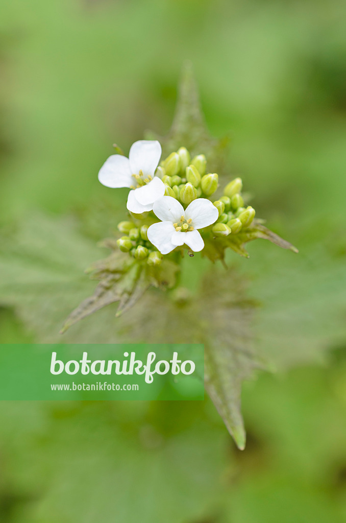 507121 - Gewöhnliche Knoblauchsrauke (Alliaria petiolata)