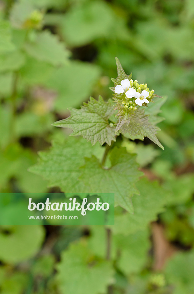 507122 - Gewöhnliche Knoblauchsrauke (Alliaria petiolata)