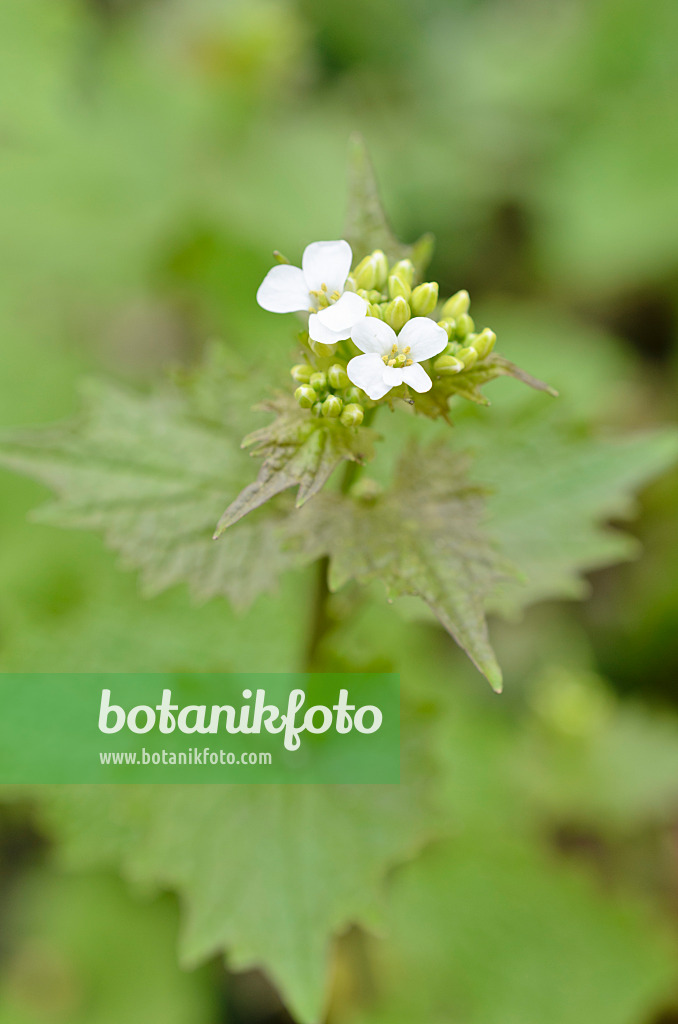 507123 - Gewöhnliche Knoblauchsrauke (Alliaria petiolata)