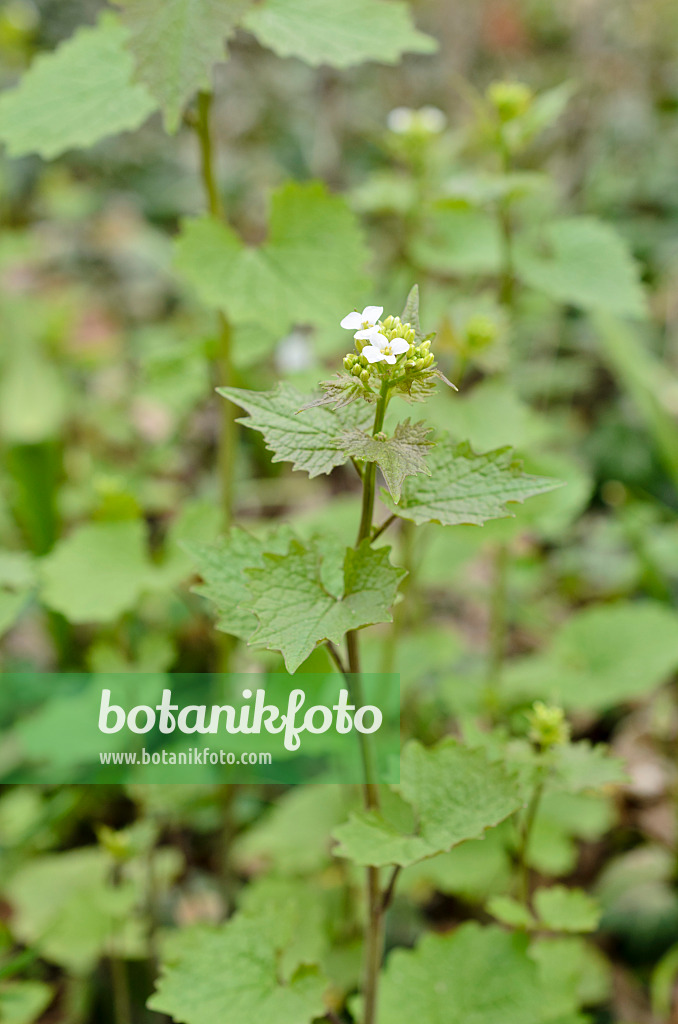 507124 - Gewöhnliche Knoblauchsrauke (Alliaria petiolata)