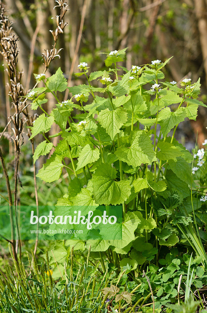 520018 - Gewöhnliche Knoblauchsrauke (Alliaria petiolata)