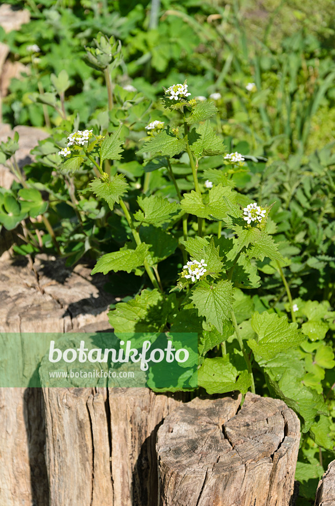 544042 - Gewöhnliche Knoblauchsrauke (Alliaria petiolata)