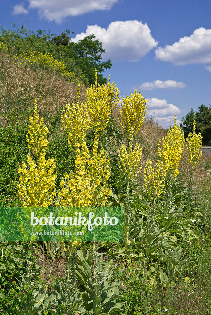 608094 - Gewöhnliche Königskerze (Verbascum phlomoides)