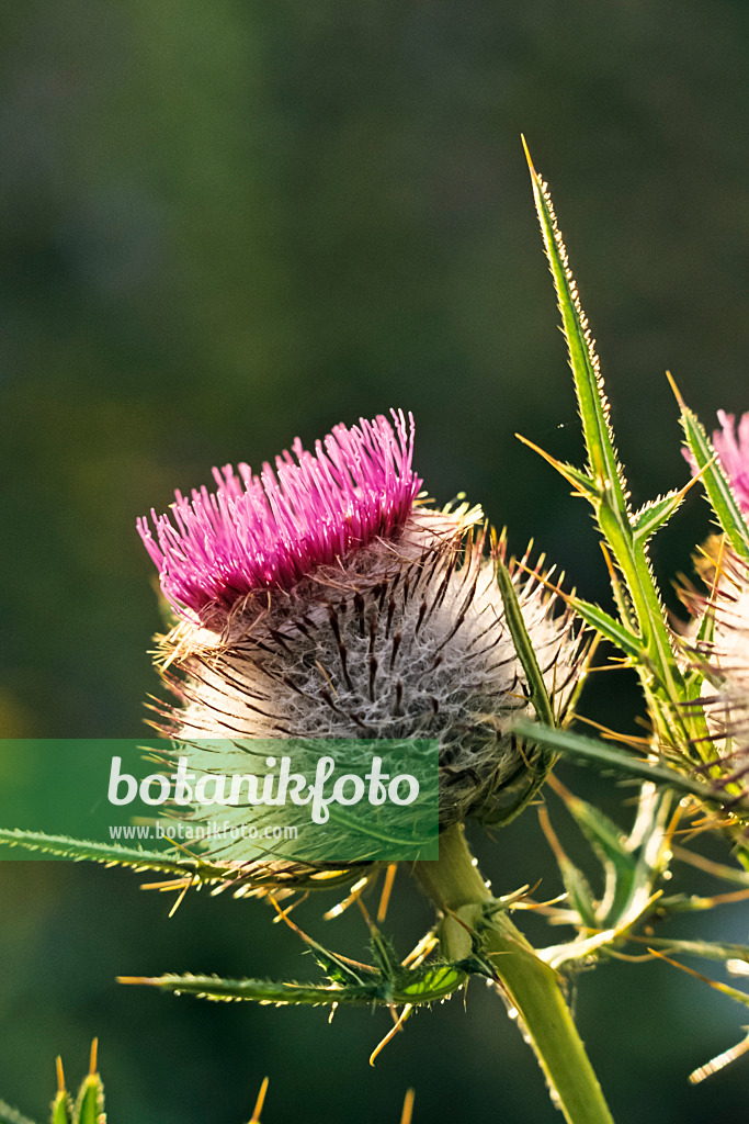 380062 - Gewöhnliche Kratzdistel (Cirsium ligulare)