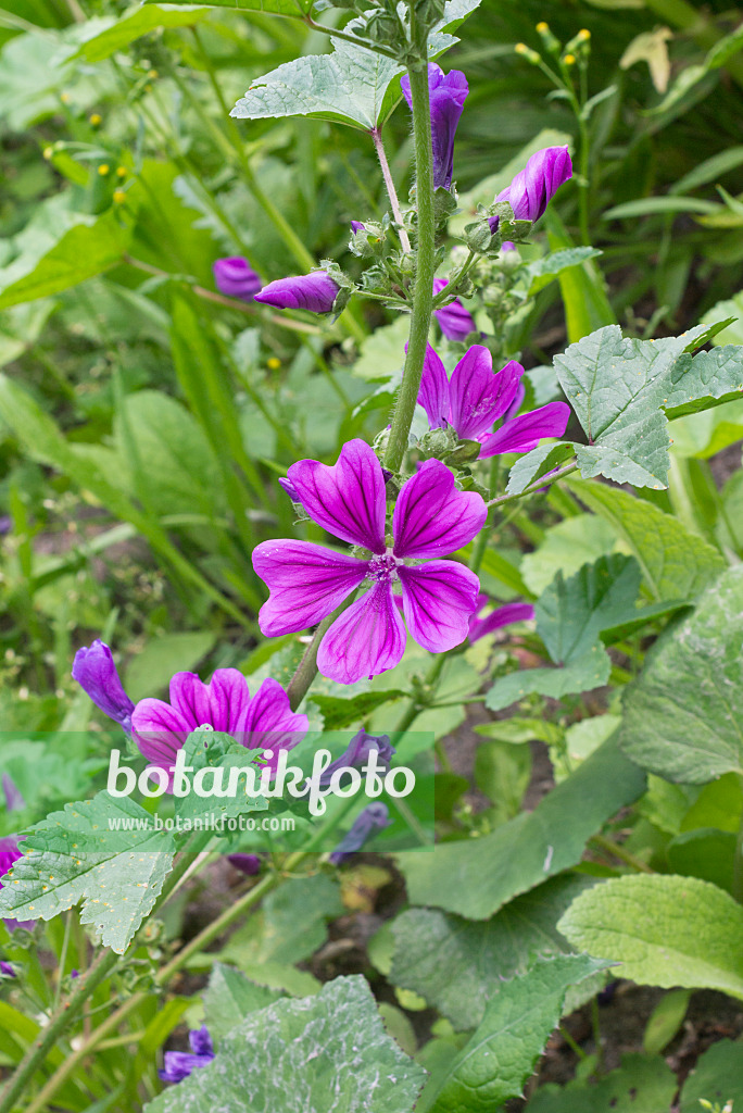 572118 - Gewöhnliche Malve (Malva sylvestris)