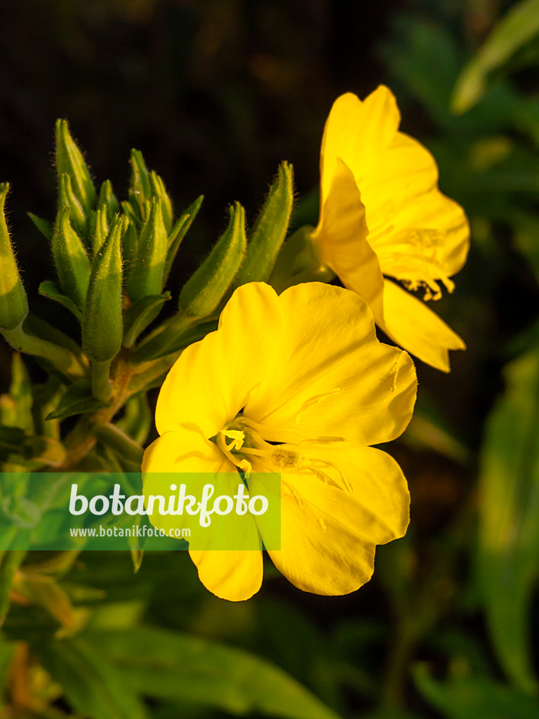 462185 - Gewöhnliche Nachtkerze (Oenothera biennis)