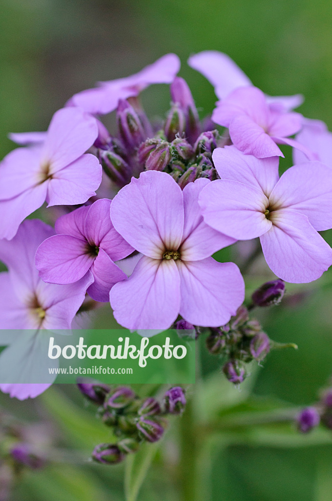 472095 - Gewöhnliche Nachtviole (Hesperis matronalis)