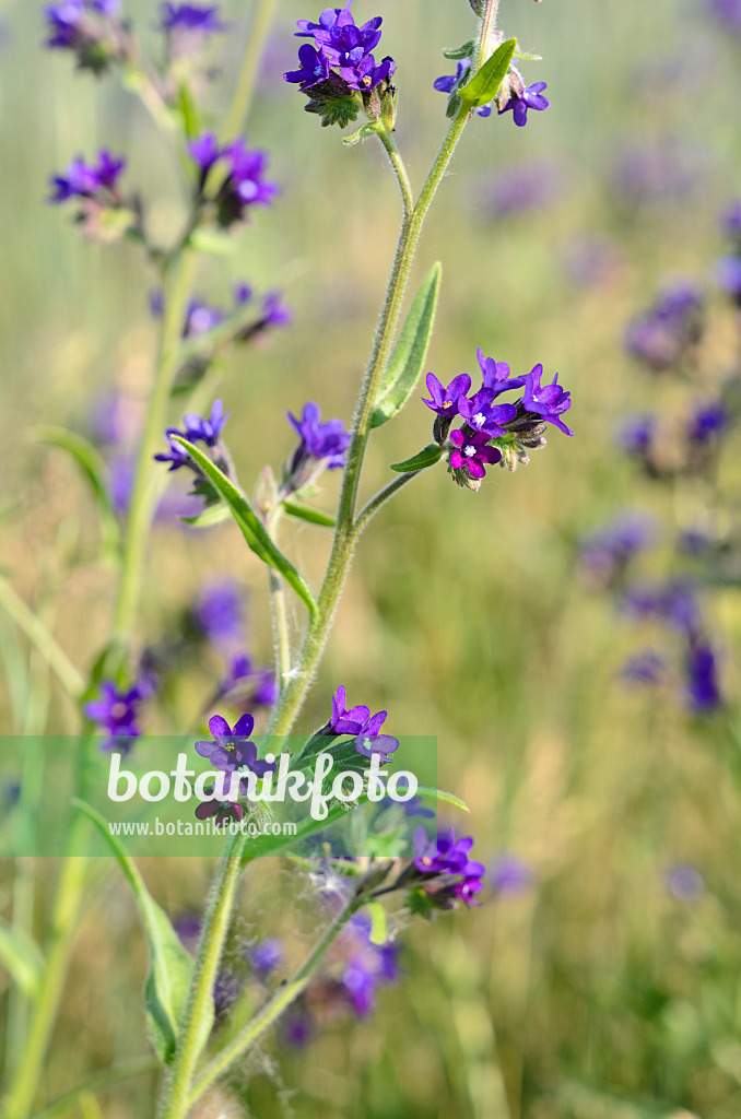 521026 - Gewöhnliche Ochsenzunge (Anchusa officinalis)