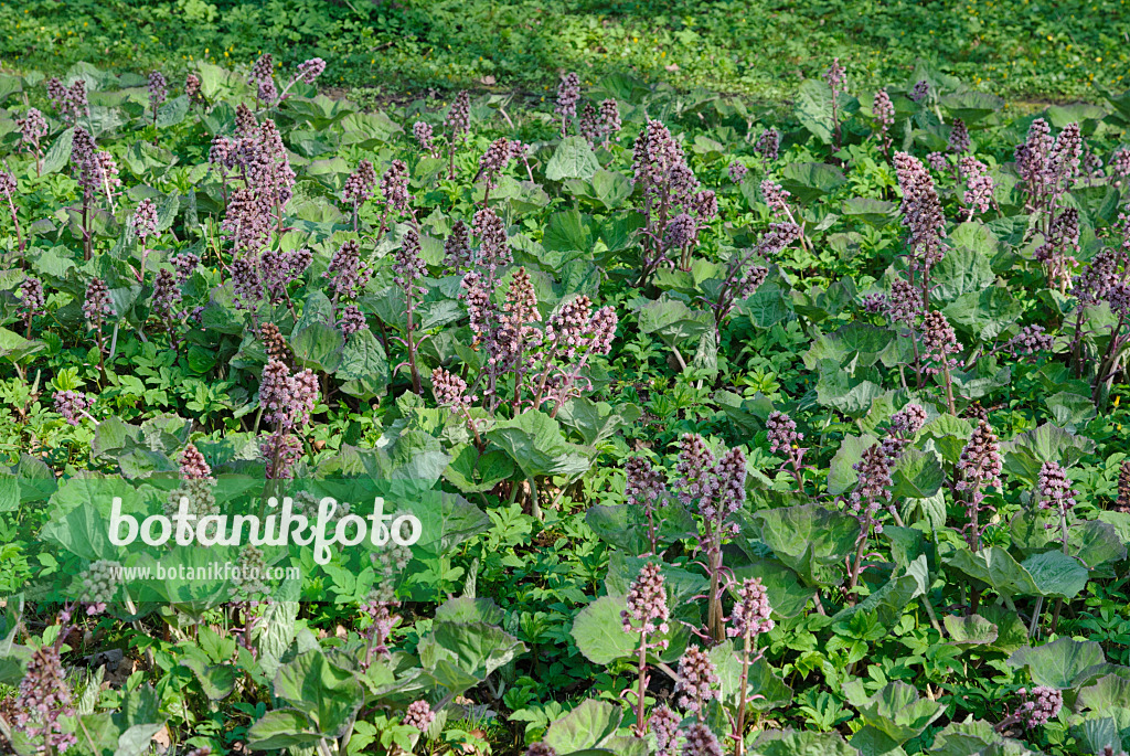 479055 - Gewöhnliche Pestwurz (Petasites hybridus)