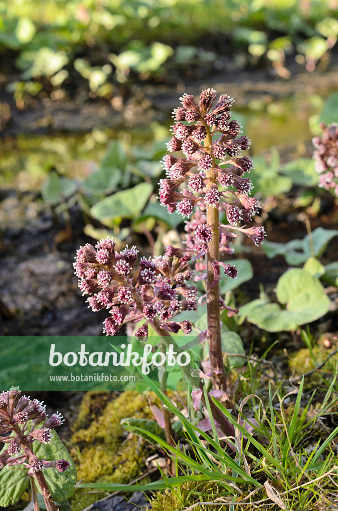 507080 - Gewöhnliche Pestwurz (Petasites hybridus)