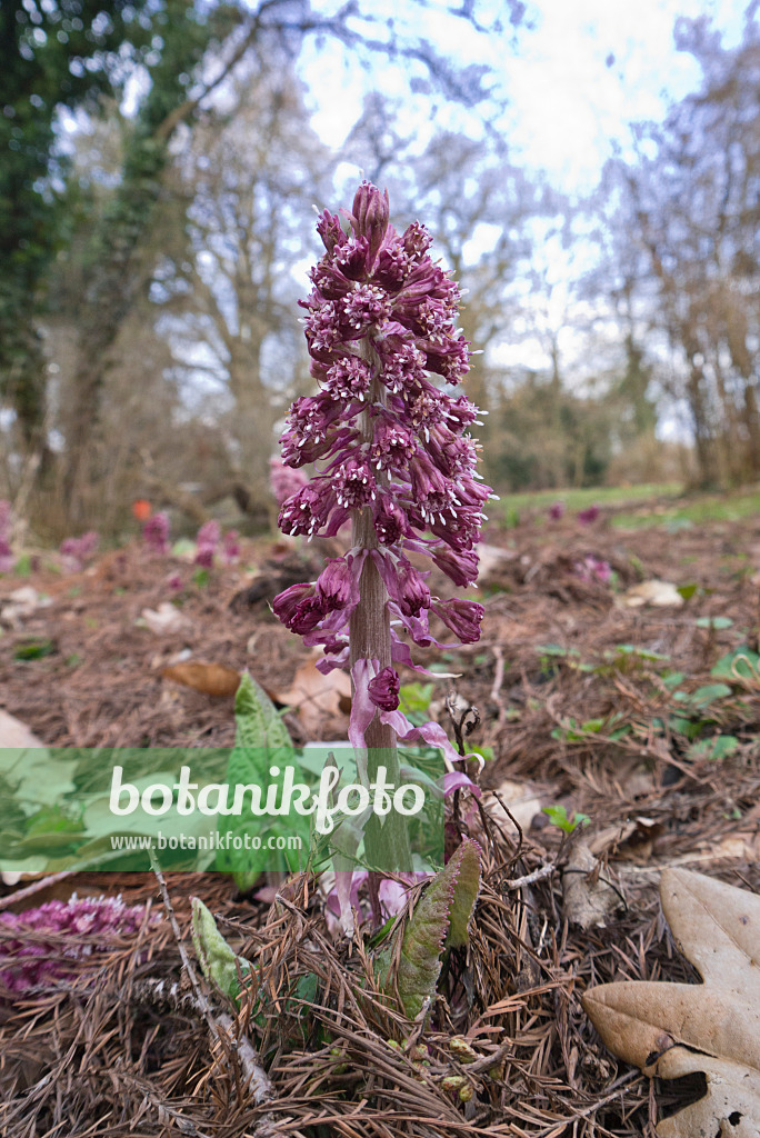 566093 - Gewöhnliche Pestwurz (Petasites hybridus)