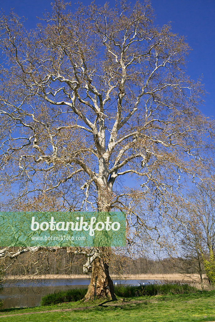 608036 - Gewöhnliche Platane (Platanus x hispanica)