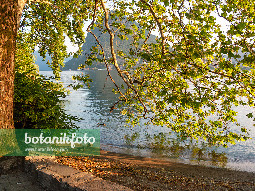 414122 - Gewöhnliche Platane (Platanus x hispanica) am Lago di Lugano, Lugano, Schweiz