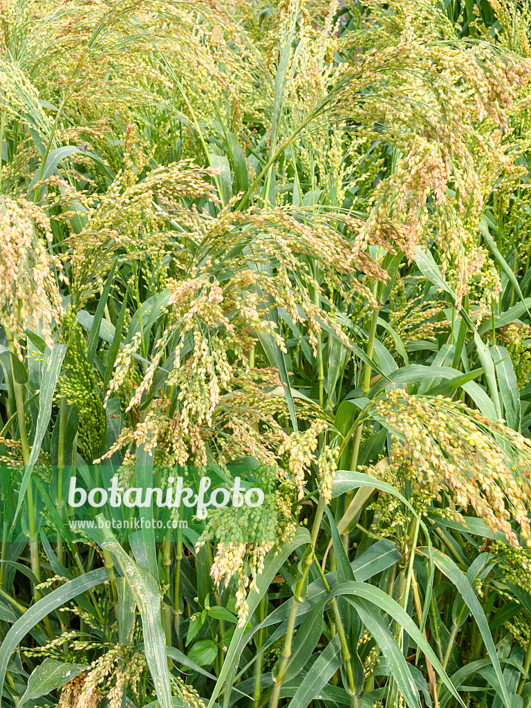 487203 - Gewöhnliche Rispenhirse (Panicum miliaceum 'Alba')