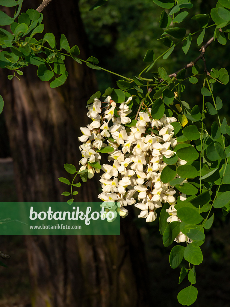 461014 - Gewöhnliche Robinie (Robinia pseudoacacia)