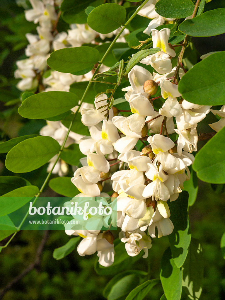 461015 - Gewöhnliche Robinie (Robinia pseudoacacia)