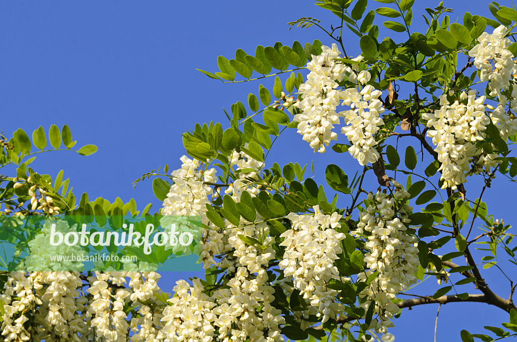 496210 - Gewöhnliche Robinie (Robinia pseudoacacia)