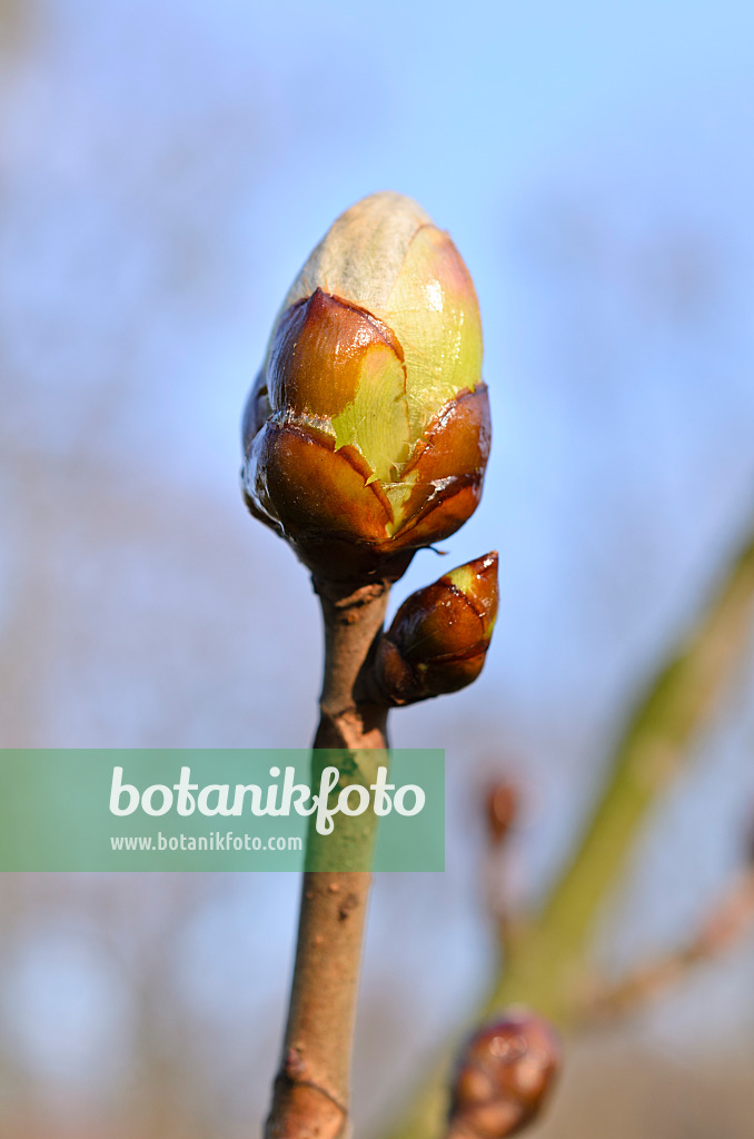 507010 - Gewöhnliche Rosskastanie (Aesculus hippocastanum)