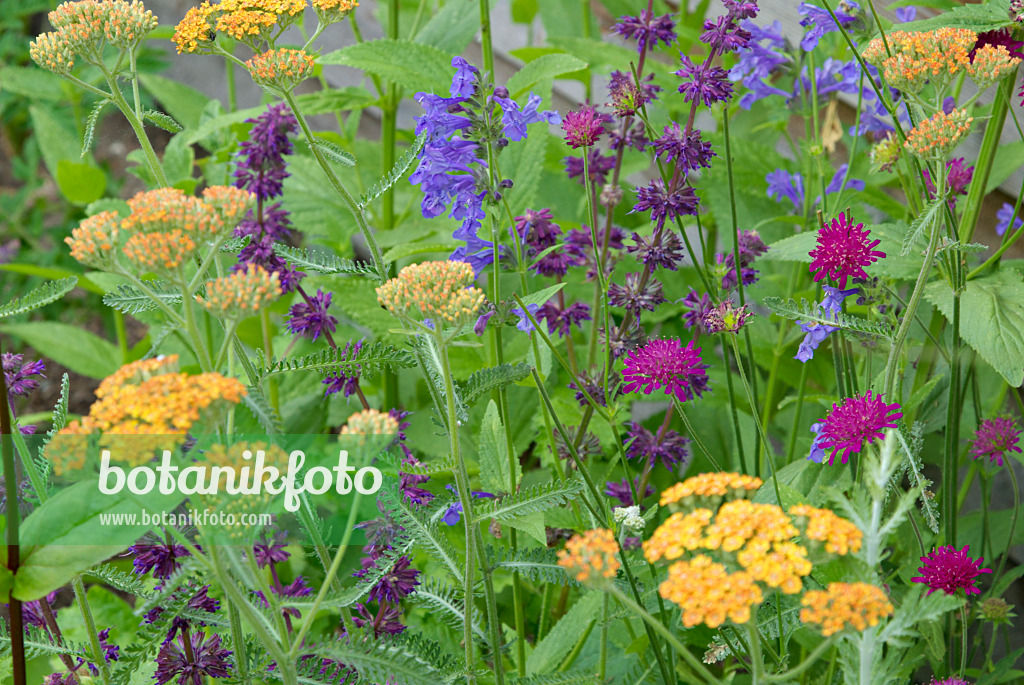 452140 - Gewöhnliche Schafgarbe (Achillea millefolium 'Terracotta'), Sibirische Katzenminze (Nepeta sibirica), Quirlblütiger Salbei (Salvia verticillata 'Purple Rain') und Mazedonische Witwenblume (Knautia macedonica)