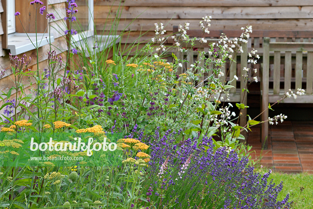 452141 - Gewöhnliche Schafgarbe (Achillea millefolium 'Terracotta') und Echter Lavendel (Lavandula angustifolia)