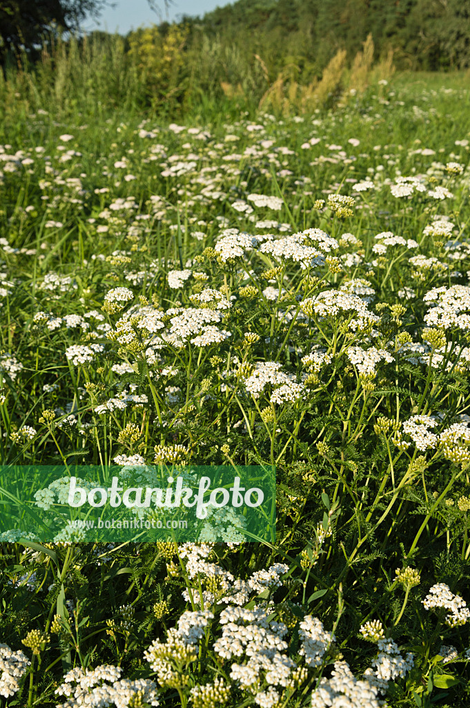 511031 - Gewöhnliche Schafgarbe (Achillea millefolium)