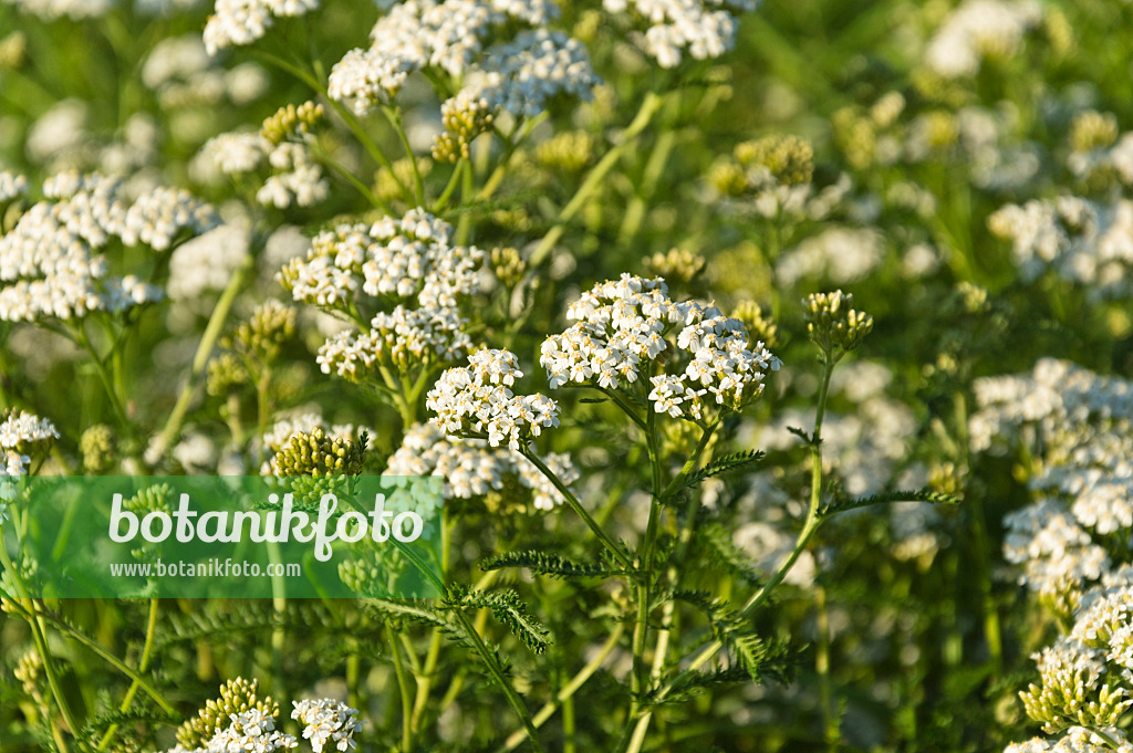 511032 - Gewöhnliche Schafgarbe (Achillea millefolium)