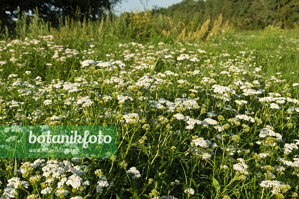 511033 - Gewöhnliche Schafgarbe (Achillea millefolium)