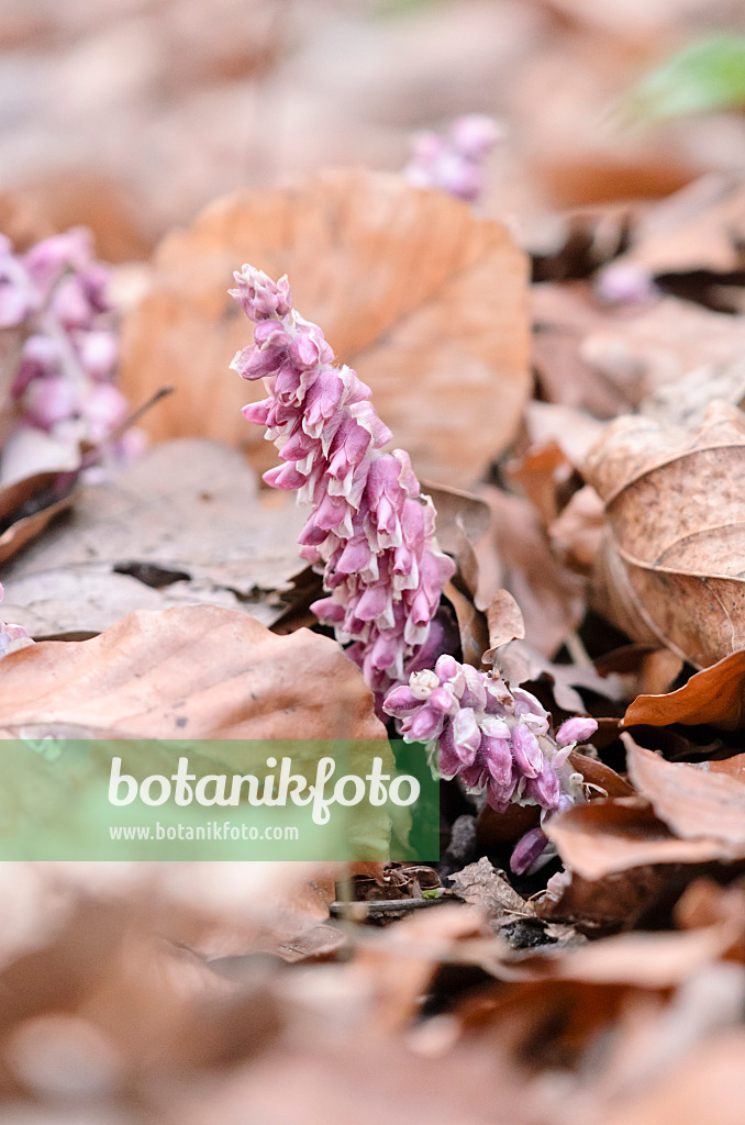 519084 - Gewöhnliche Schuppenwurz (Lathraea squamaria)