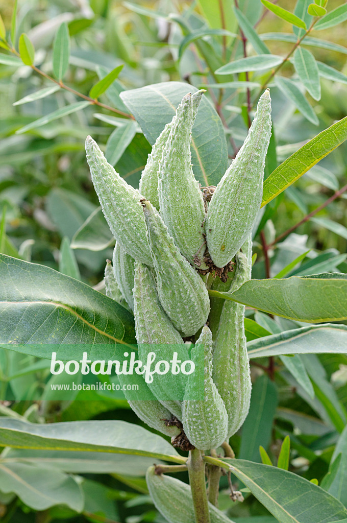 475007 - Gewöhnliche Seidenpflanze (Asclepias syriaca)