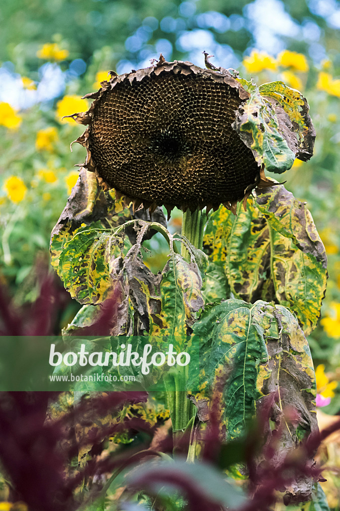 436158 - Gewöhnliche Sonnenblume (Helianthus annuus)