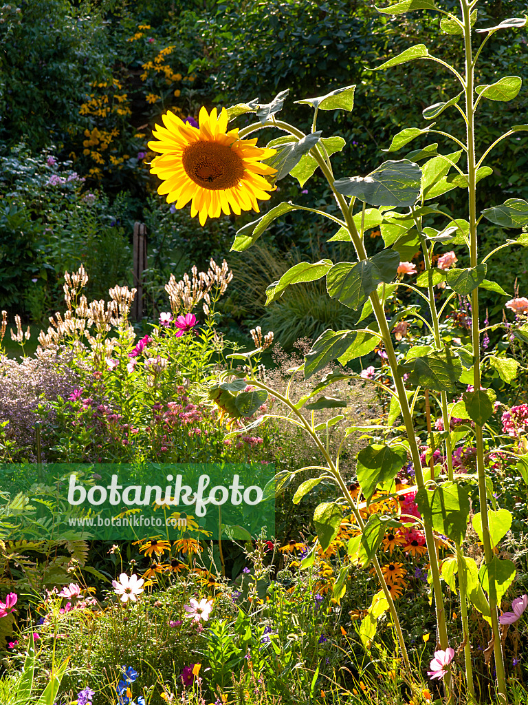 440008 - Gewöhnliche Sonnenblume (Helianthus annuus)