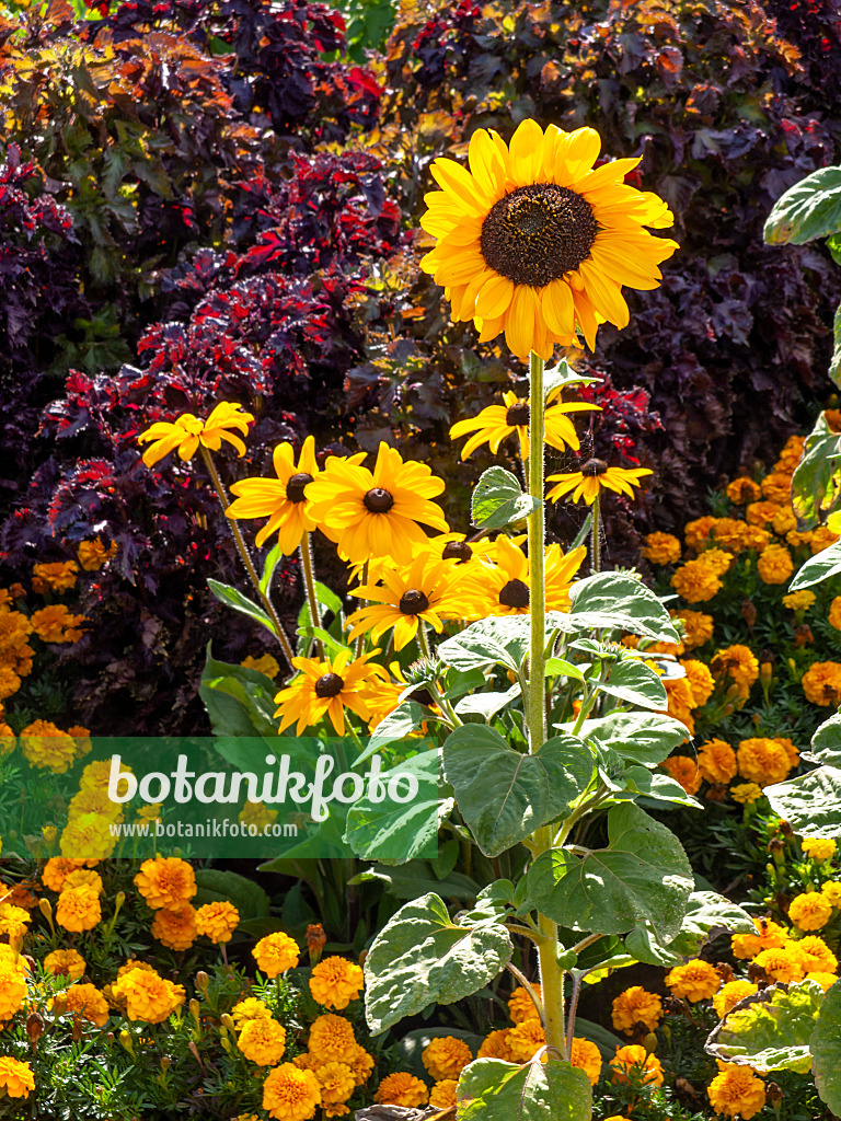 440242 - Gewöhnliche Sonnenblume (Helianthus annuus), Sonnenhut (Rudbeckia) und Studentenblume (Tagetes)