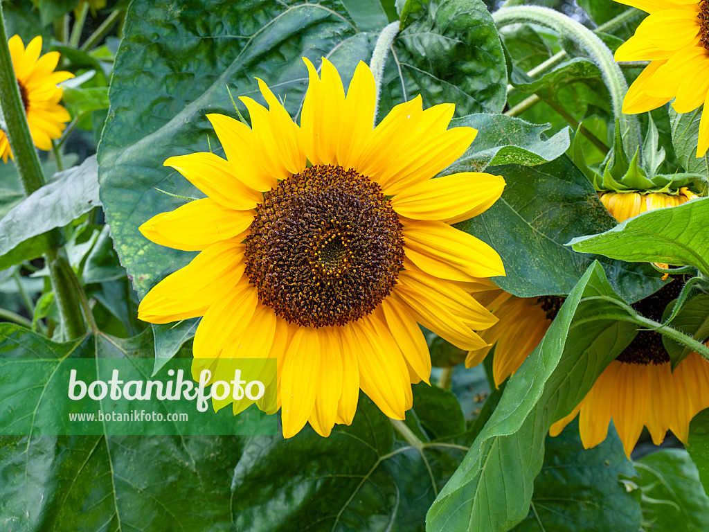 464024 - Gewöhnliche Sonnenblume (Helianthus annuus)