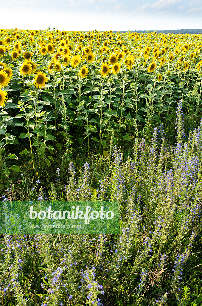 498110 - Gewöhnliche Sonnenblume (Helianthus annuus) und Gewöhnlicher Natternkopf (Echium vulgare)