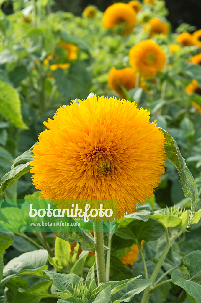 511262 - Gewöhnliche Sonnenblume (Helianthus annuus)