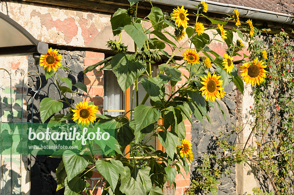 524210 - Gewöhnliche Sonnenblume (Helianthus annuus)