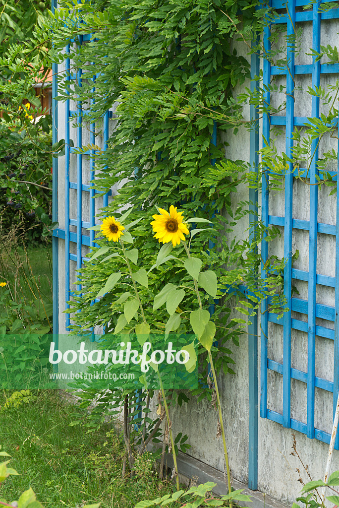 595019 - Gewöhnliche Sonnenblume (Helianthus annuus)