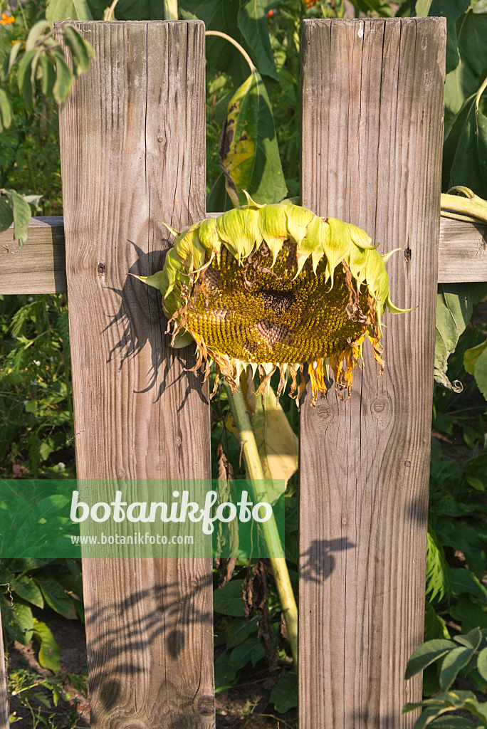 609038 - Gewöhnliche Sonnenblume (Helianthus annuus) an einem Holzzaun