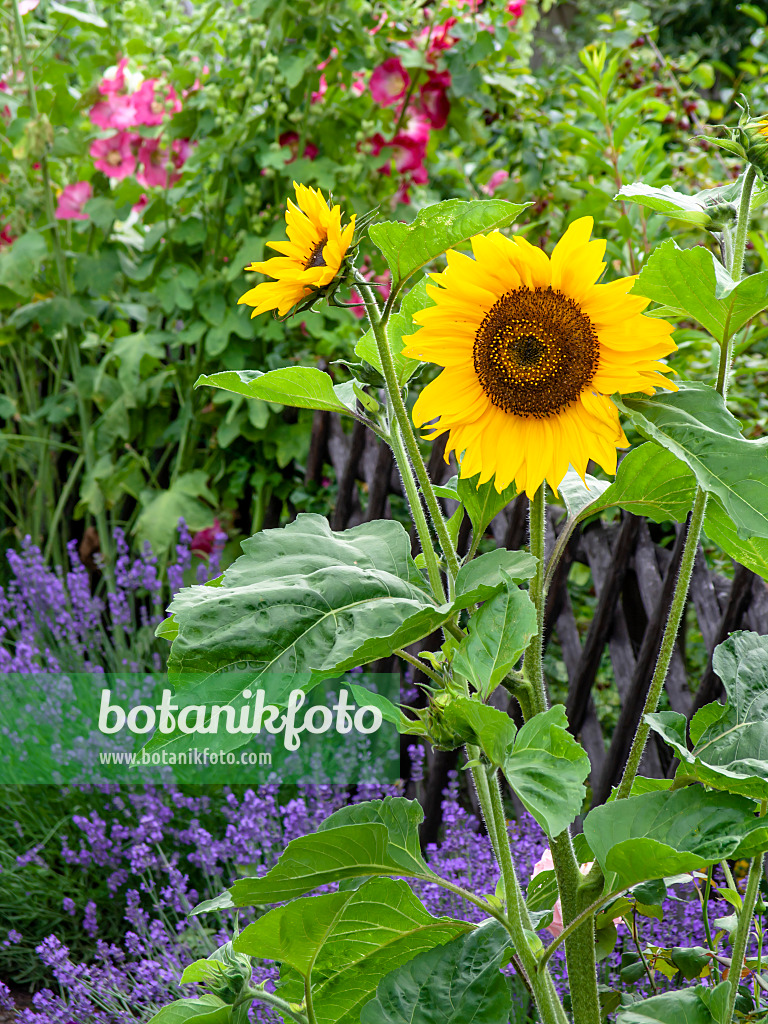 449037 - Gewöhnliche Sonnenblume (Helianthus annuus), Echter Lavendel (Lavandula angustifolia) und Stockrose (Alcea rosea)