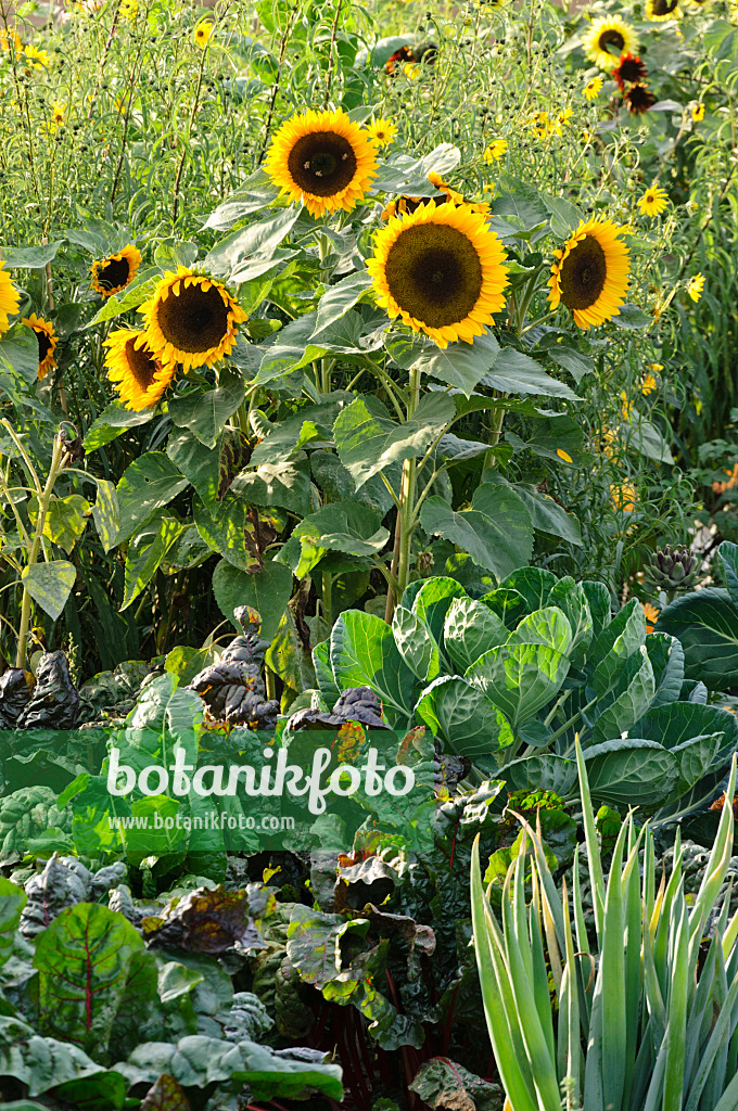 476238 - Gewöhnliche Sonnenblume (Helianthus annuus) in einem Gemüsegarten