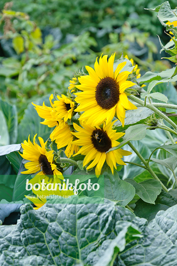 487010 - Gewöhnliche Sonnenblume (Helianthus annuus) in einem Gemüsegarten