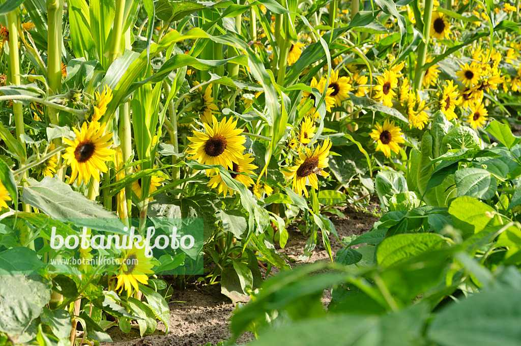 487013 - Gewöhnliche Sonnenblume (Helianthus annuus) und Mais (Zea mays)