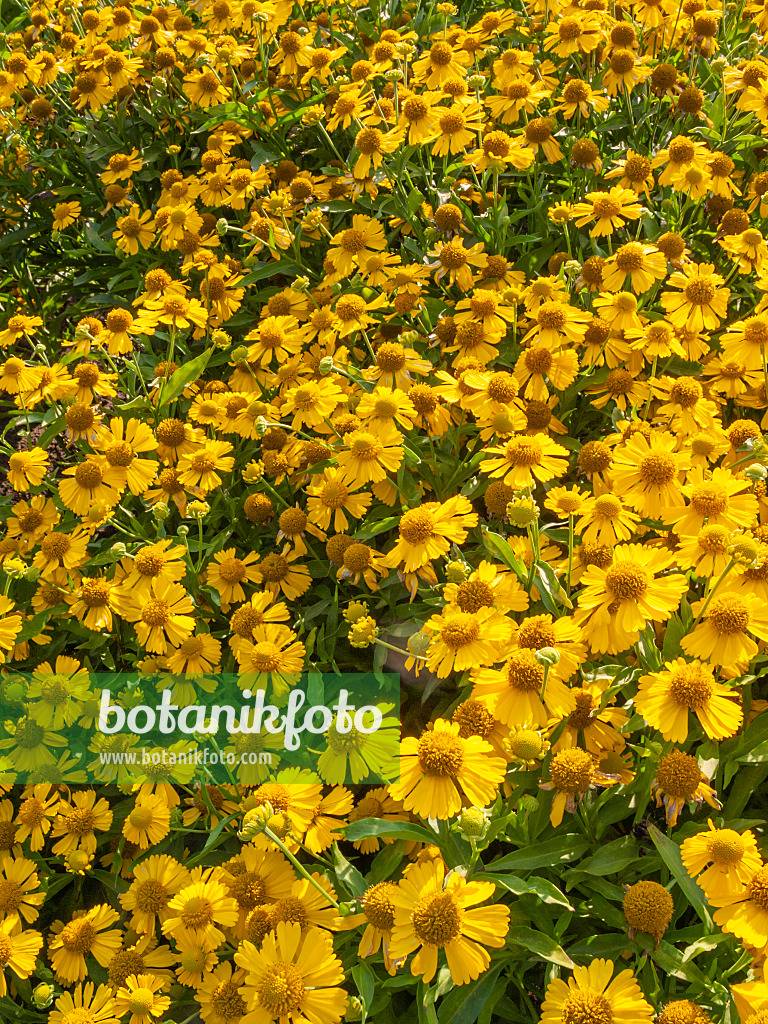 403093 - Gewöhnliche Sonnenbraut (Helenium autumnale)