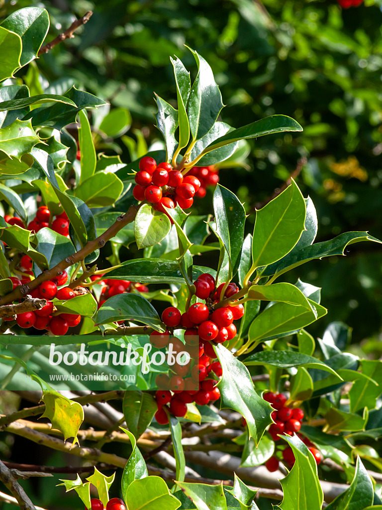 430090 - Gewöhnliche Stechpalme (Ilex aquifolium)