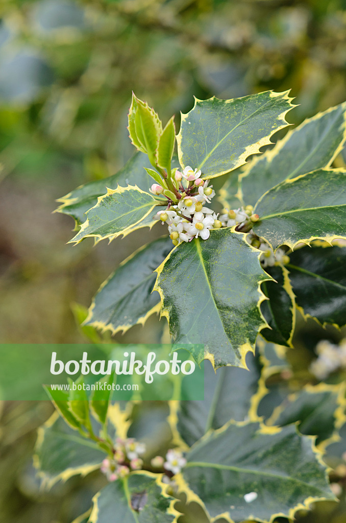 533407 - Gewöhnliche Stechpalme (Ilex aquifolium 'Rubricaulis Aurea')